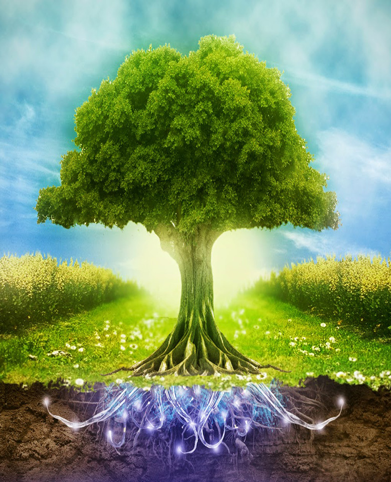 Happy World Environment Day HD Wallpapers and Pictures Green Tree
